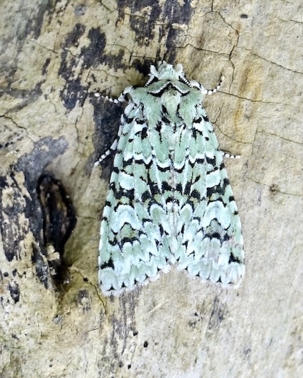 merveille du jour